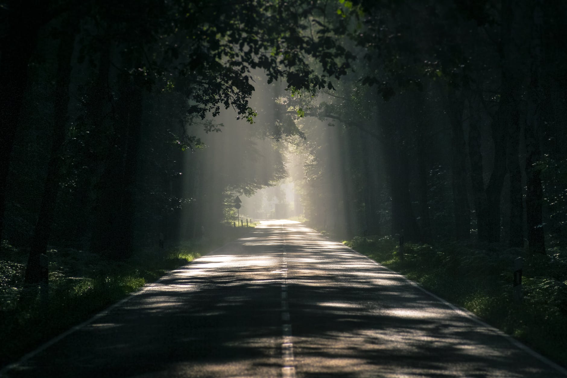 gray asphalt road surrounded by tall trees